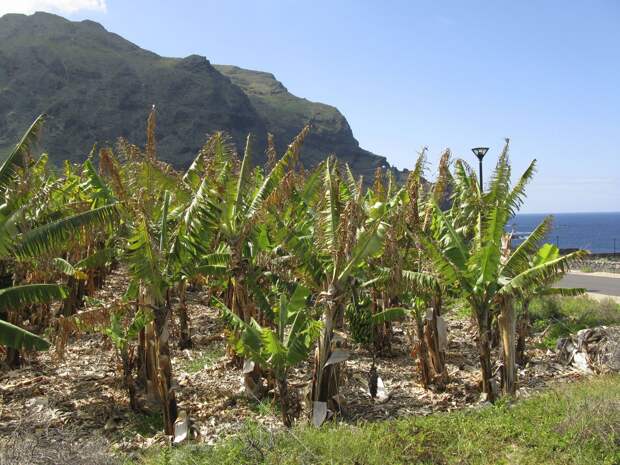 Новый вид бананового грибка может вызвать очередной продовольственный кризис в Африке