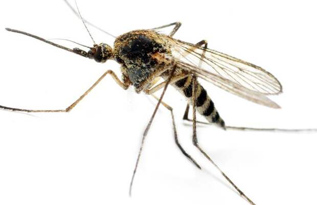 На самом ли деле малярийный комар – большой?