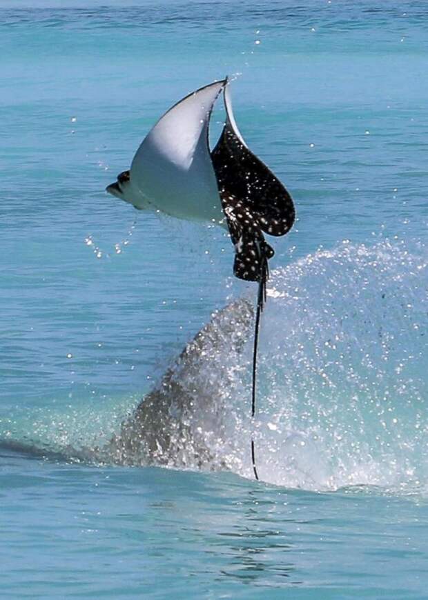 Спасительный полет ската, которого пыталась съесть акула