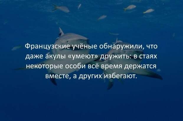 Интересные факты для любознательных