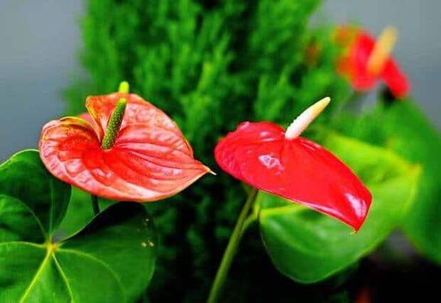 Полив антуриума в домашних условиях: как избежать ошибок