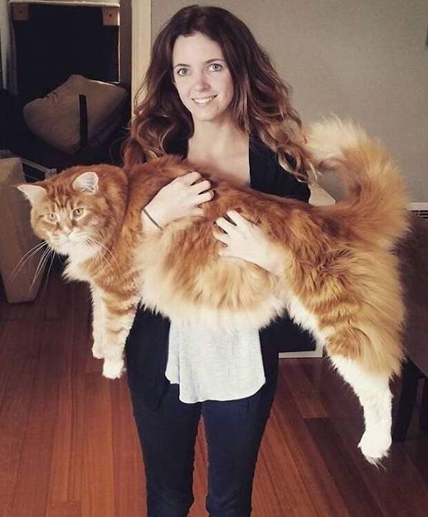 Огромный кот Омар породы мейн-кун набирает популярность в Интернете