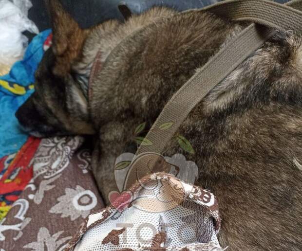 Dodo станет спонсором собаки Бони после скандала с увольнением курьера пиццерии