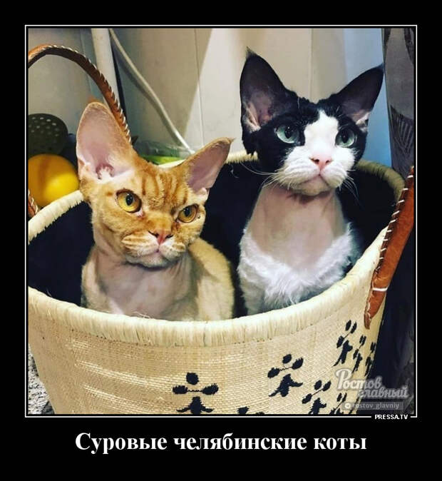 Демотиваторы