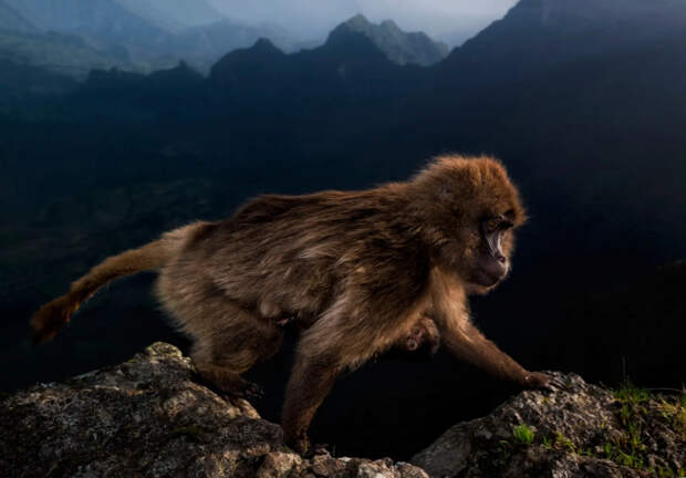 Самые впечатляющие снимки с конкурса «Лучший фотограф дикой природы 2019»