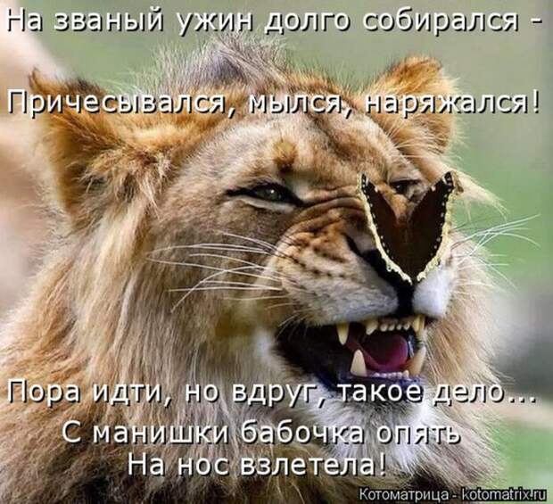 Лучшие котоматрицы недели (50 фото)