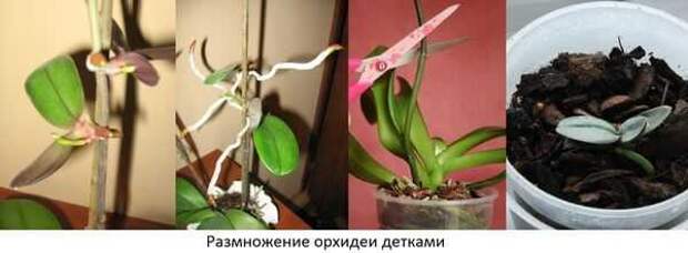 Размножение орхидей Дочерними розетками