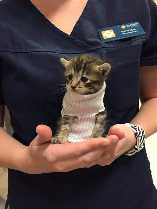 Котенок, спасенный от урагана «Мэтью», получил крошечный свитер из носка и обрел свой новый дом животные, котенок, спасение, ураган