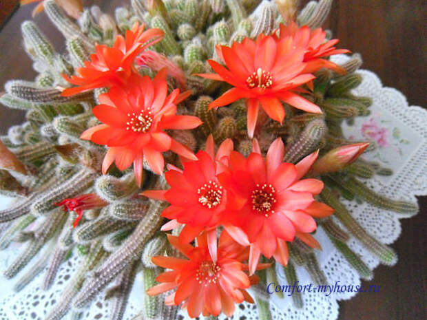 cvetenie kaktusov