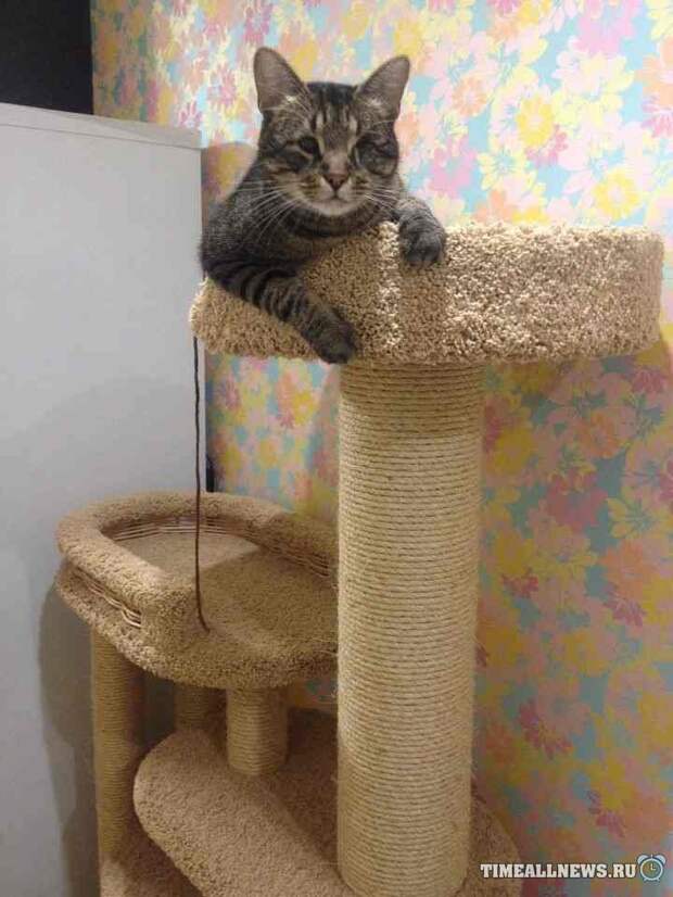Спасение кота Спасение кота