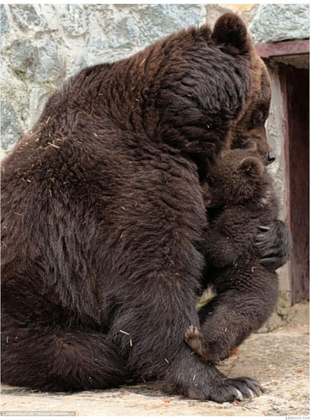Мама-медведица Воспитание по-медвежьи 4 (517x700, 144Kb)