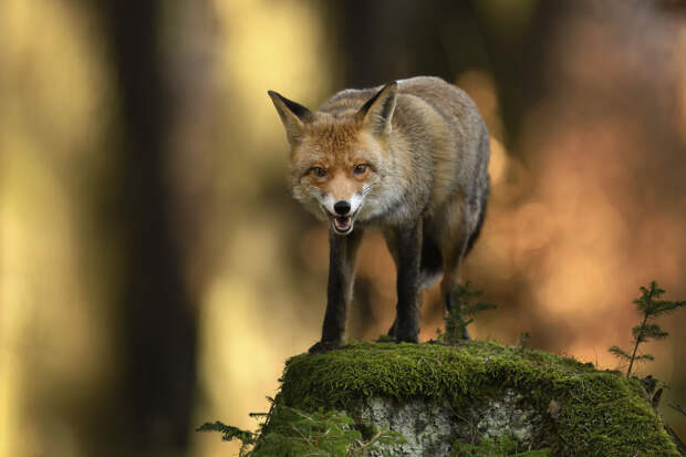 Профессор Гламаздин: современные лисы выглядят "смелее", но это не дружелюбие