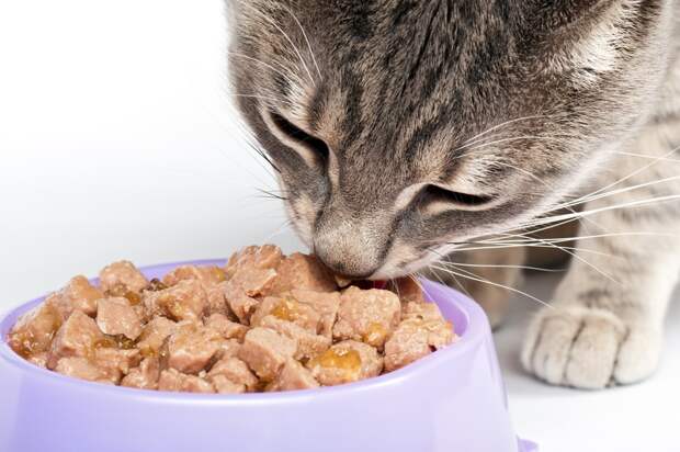 кошка кушает корм