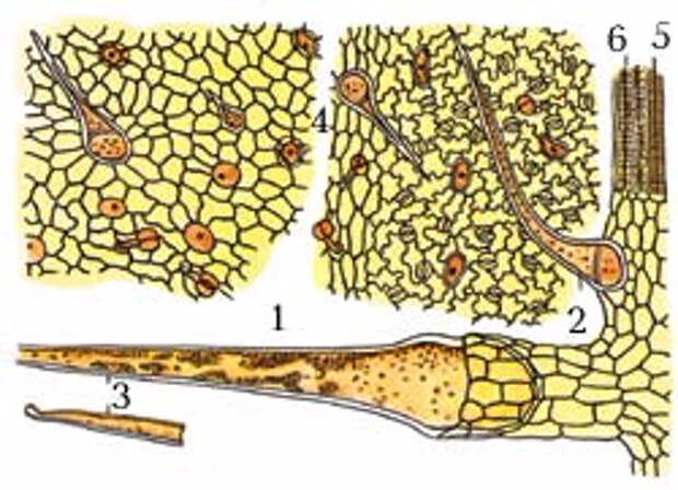 Строение волоска крапивы. Микроскопия листа крапивы двудомной. Микроскопия листа крапивы. Микроскопический анализ листа крапивы. Микропрепарат крапивы двудомной.