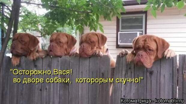 Выпуск 272: Красочные и улыбающие котоматрицы (30 фото) Выпуск 272: Красочные и улыбающие котоматрицы (30 фото)