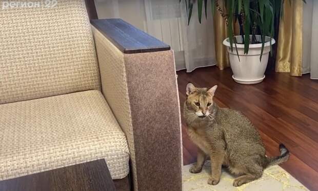 В Вельске прижился гибридный кот с внешностью пумы