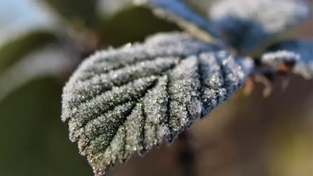 В Курганской области ожидаются заморозки