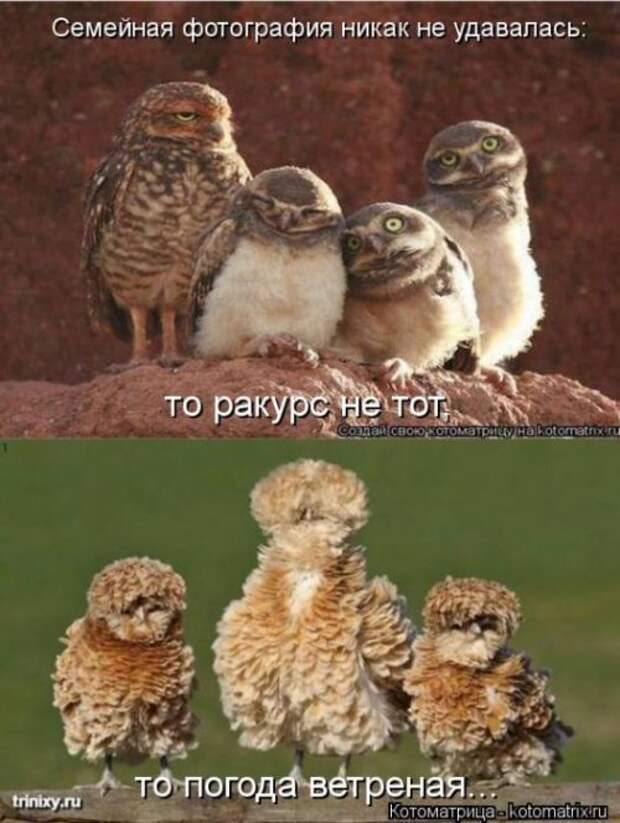 Веселая котоматрица