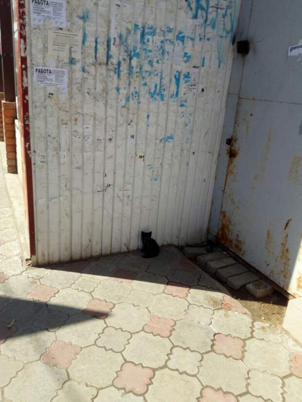 Люди услышали громкий плач котенка из-за забора Люди услышали громкий плач котенка из-за забора котенок, кошка