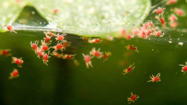 Биолог Марьинский: таяние снега без морозов грозит увеличением популяции клещей