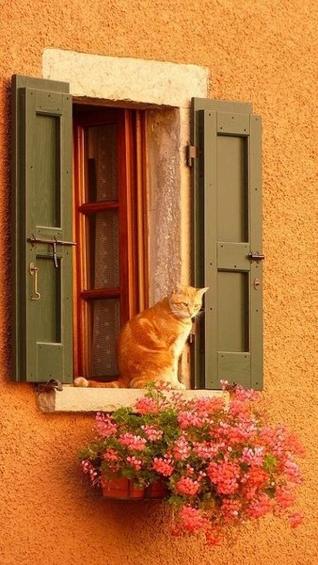 Red cat doors 2