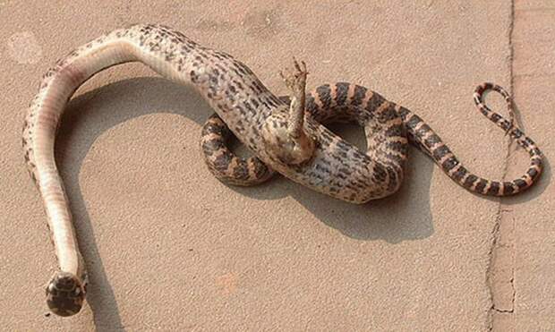 Змея с одной лапой генетика, животные-монстры, мутации