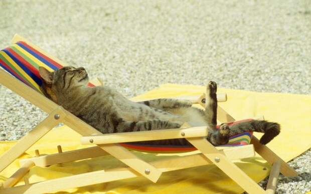 Коты, которые постигли искусство полного расслабления кот, животные, расслабон