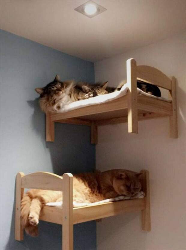 Кошки прилегли на свои отдельные кровати