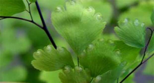 thumbs_489c069d10a1f (350x189, 12Kb)