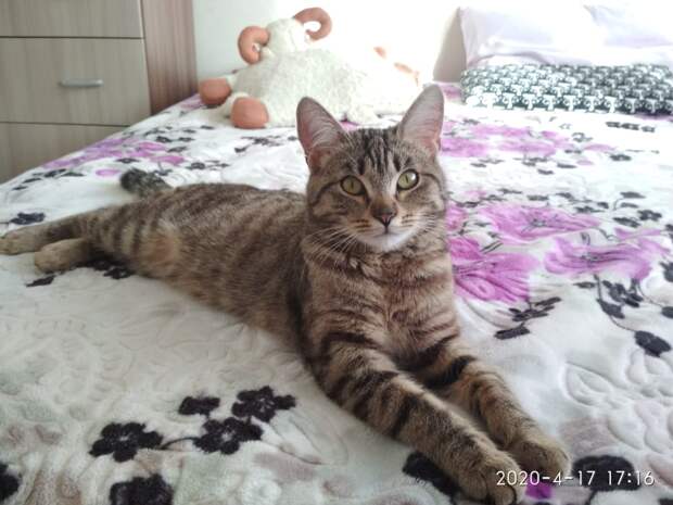 дом для котенка кот на кровати