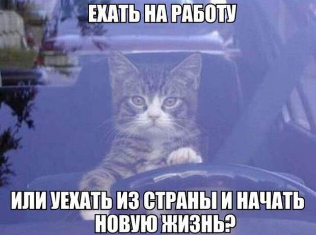 Котопост животные, коты, прикол, юмор
