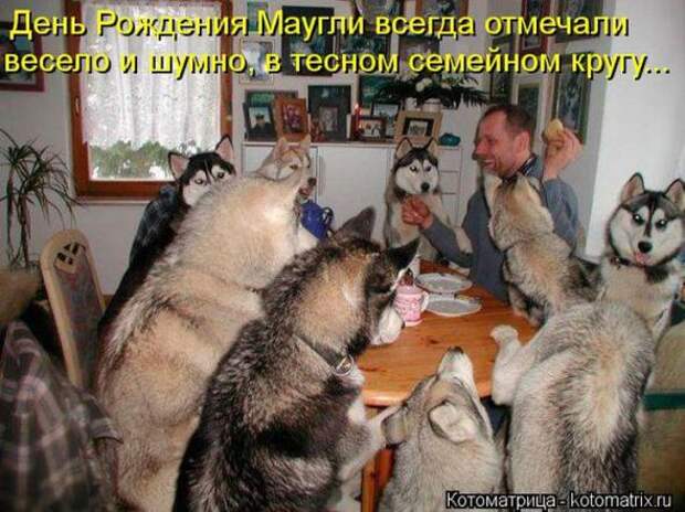 Котоматрицы(картинки с надписями)