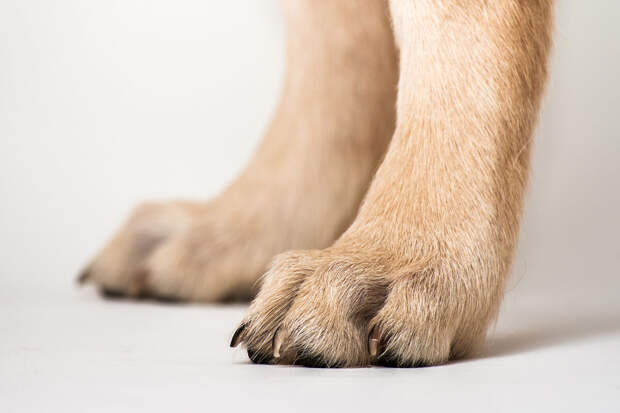 В Ханты-Мансийске волонтеры заподозрили семью в поедании собаки