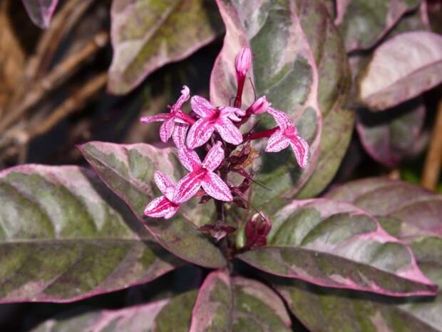 Псевдоэрантемум Каррутерса (Pseuderanthemum carruthersii). © Carl E Lewis Псевдоэрантемум Каррутерса (Pseuderanthemum carruthersii). © Carl E Lewis