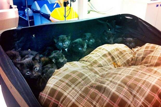 15 черных котят внутри чемодана, Сара Миллс, Sarah Mills, котята внутри чемодана