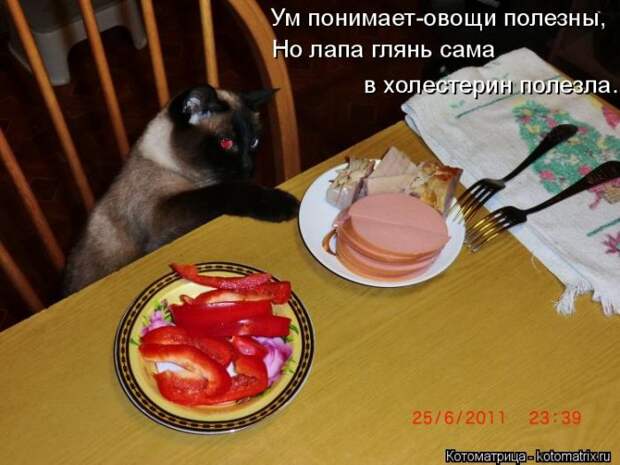 Лучшие котоматрицы недели (50 фото)