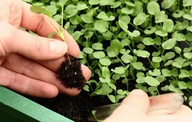 ������� � ����������� ������ ������ ������� � �������