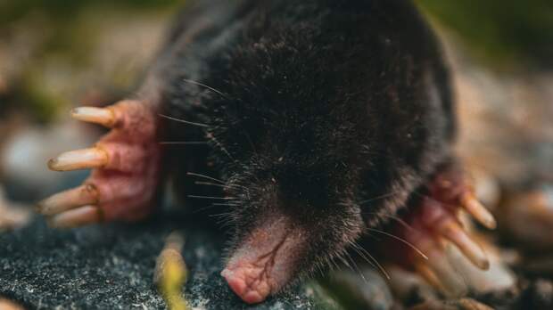 Крот — не вредитель, а бесплатный дезинсектор: почему не стоит объявлять ему войну