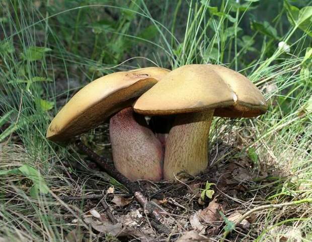 Что делать при отравлении грибами