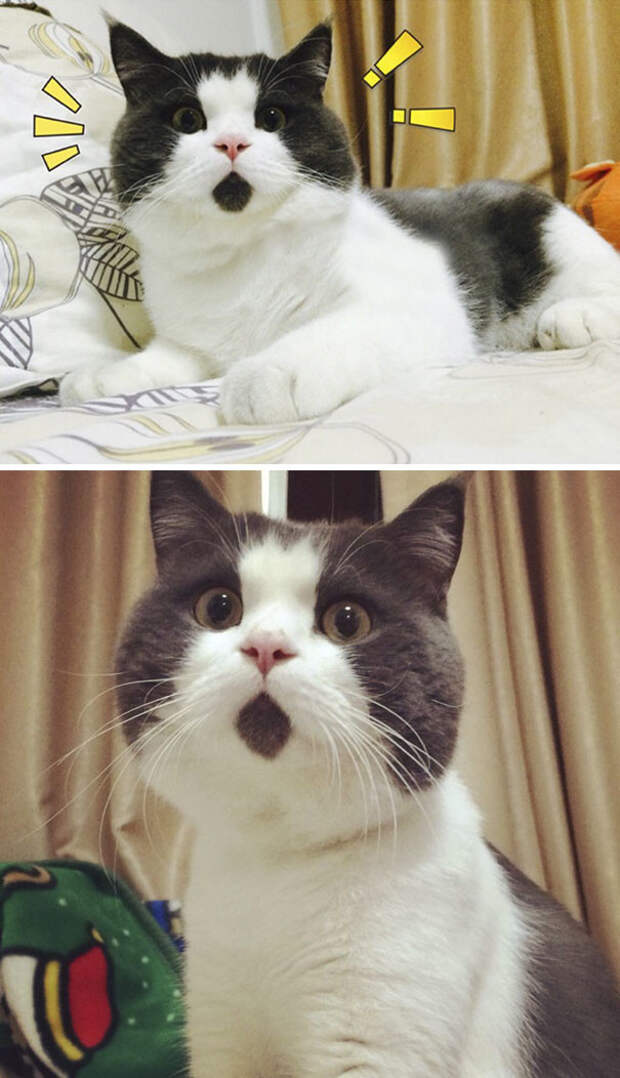 Кот, который всегда удивлён животные, забавно, коты, кошки, неожиданно, окрас, окрас кошек, фото
