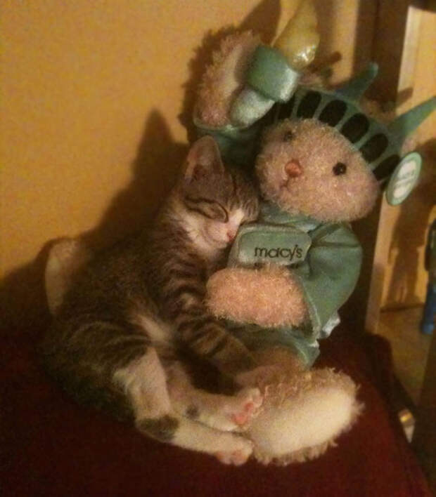 Котенок обживает новый дом домашние животные, няшки, питомцы