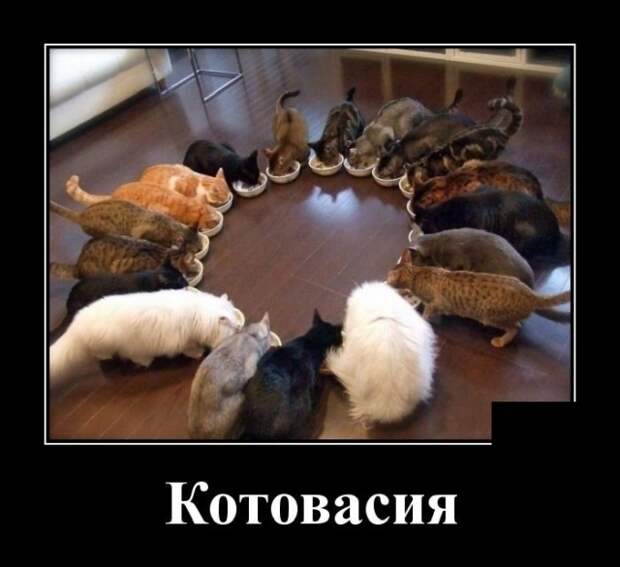 Демотиваторы (20 фото)