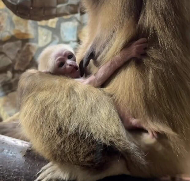 В Ленинградском зоопарке родился детеныш белоруких гиббонов