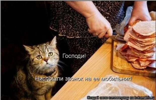 Лучшие котоматрицы недели (29 фото)