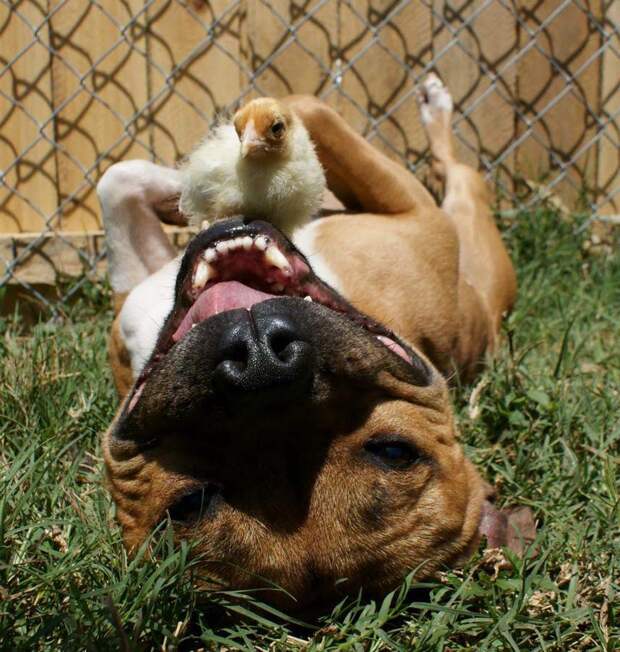 Бум - питбуль, который любит кроликов the Pit Bull who Loves Birds and Rabbits 4 Бум питбуль, который любит кроликов