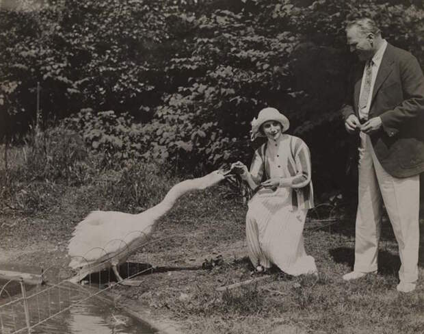 Anna Pavlova и ее лебедь Анна Павлова, балет, ностальгия