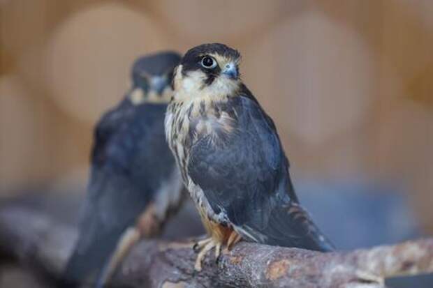 Крошечные, но хищные соколы вернулись из Африки в Сочи