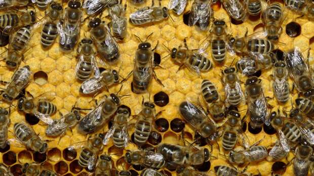 5 фактов о пчелах, которые изменят ваше представление о них
