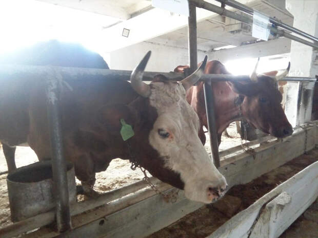 Новосибирский Минсельхоз рассказал о процедуре умерщвления изъятых животных