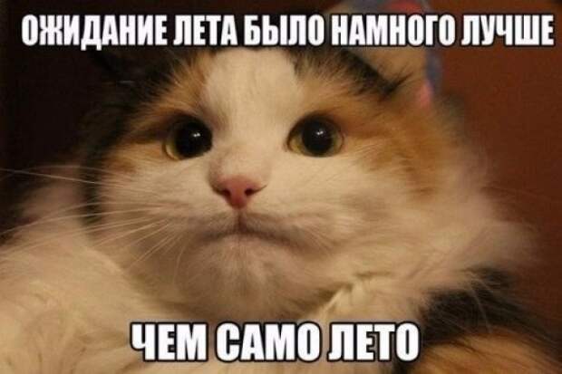 Коллекция прикольных кaртинок со смешными подписями  прикол, юмор